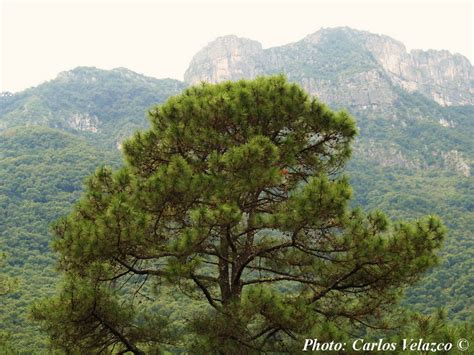 Pinus teocote .
